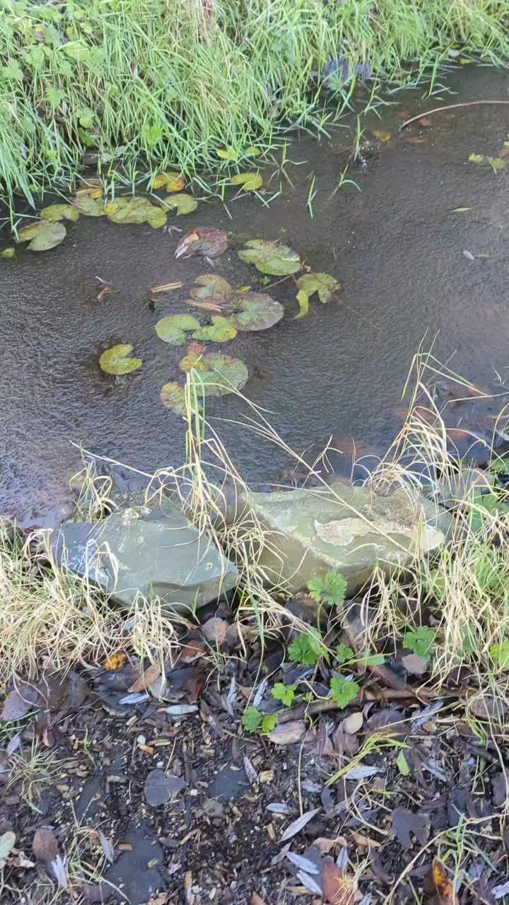 Video post from belfast_ymca_community_garden.