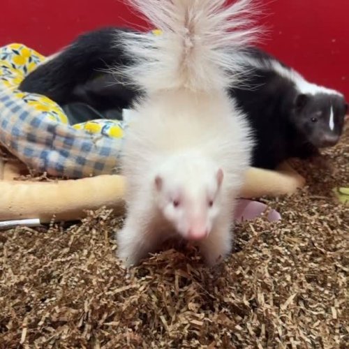 Video post from njexoticpets.