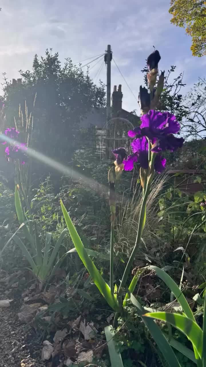 Video post from silviasgardenlondon.