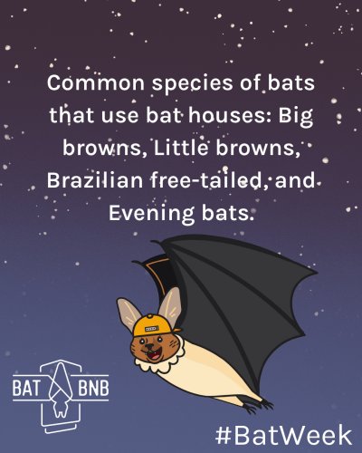 Photo post from batbnb.
