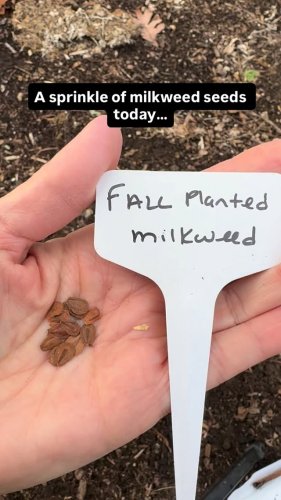 Video post from gigisgardentips.