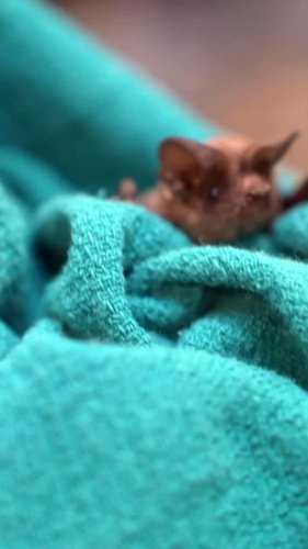 Video post from sdhumanesociety.