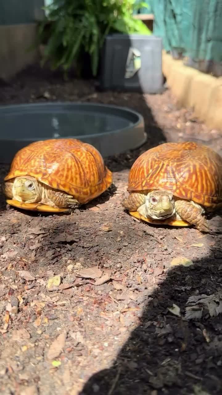 Video post from carapacecritters.