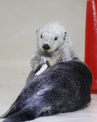 Carousel post from yossy_animalphoto321.