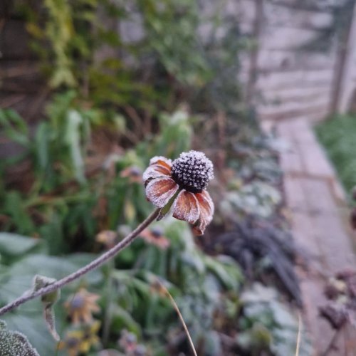 Carousel post from kitgrowsagarden.