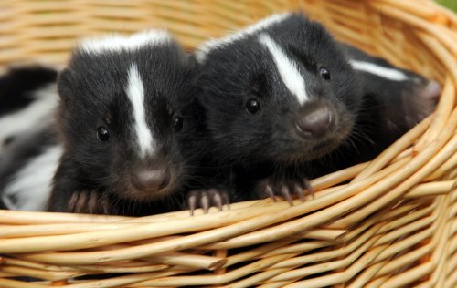 Photo post from njexoticpets.