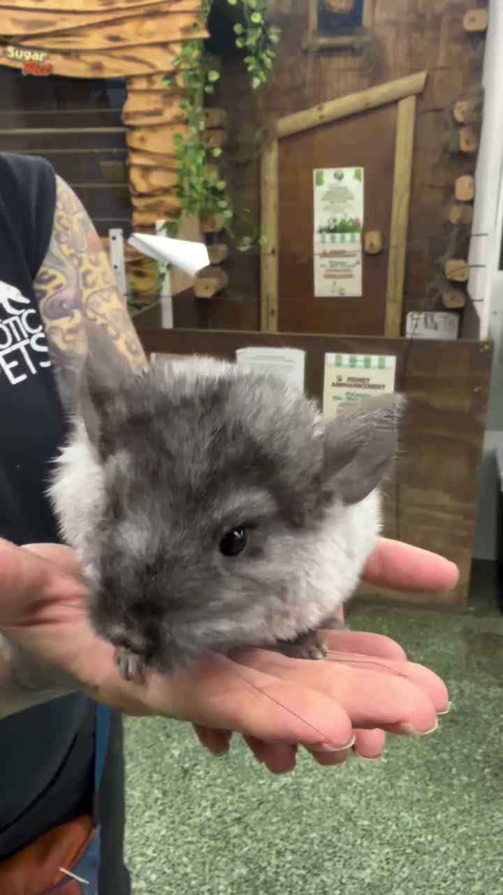 Video post from njexoticpets.