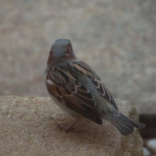 Photo post from thebeeandbee042608.