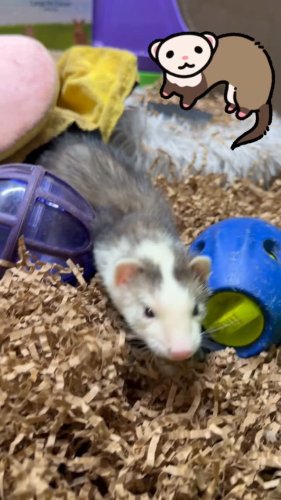 Video post from njexoticpets.