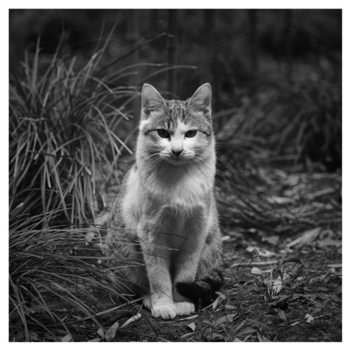 Carousel post from zhangdoa.