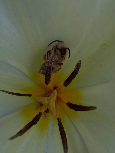 Carousel post from bumblebee_8630.