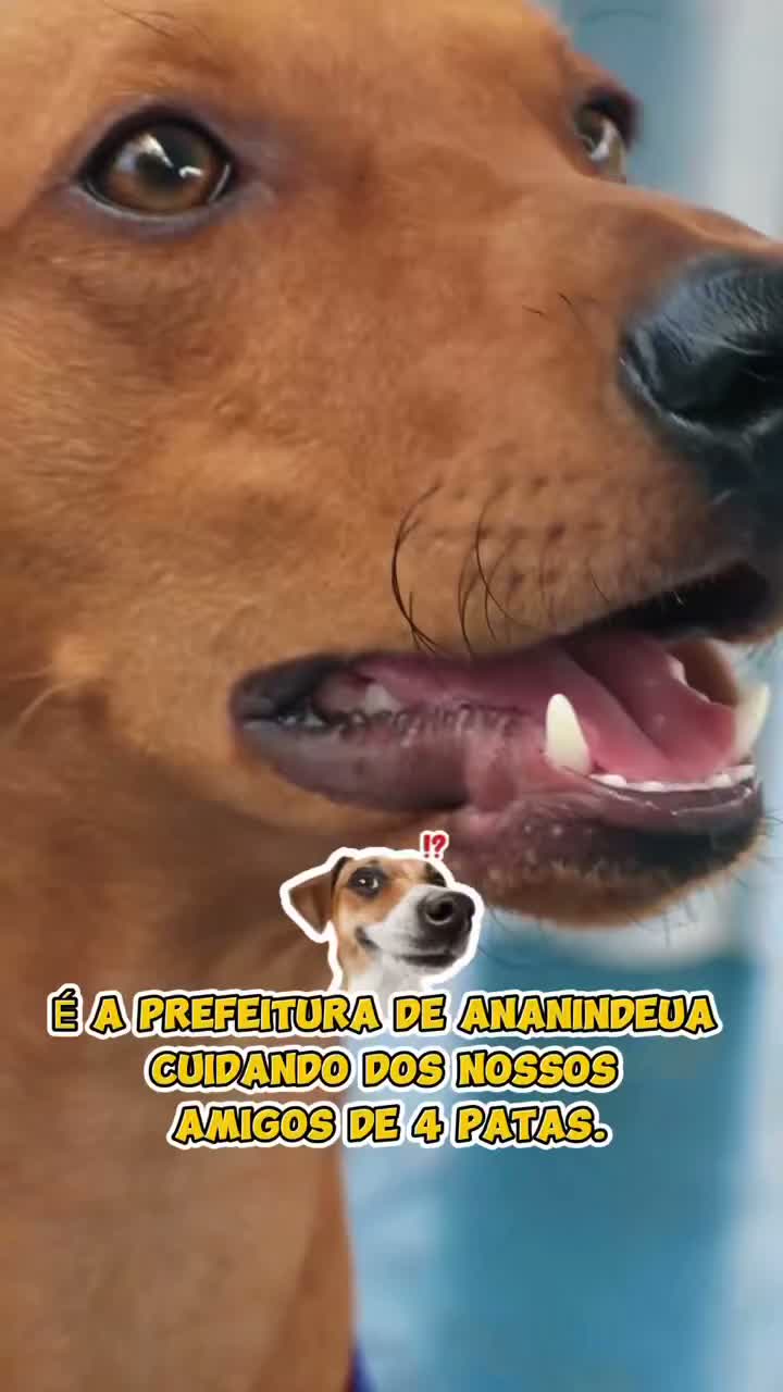 Video post from ananindeuapma.