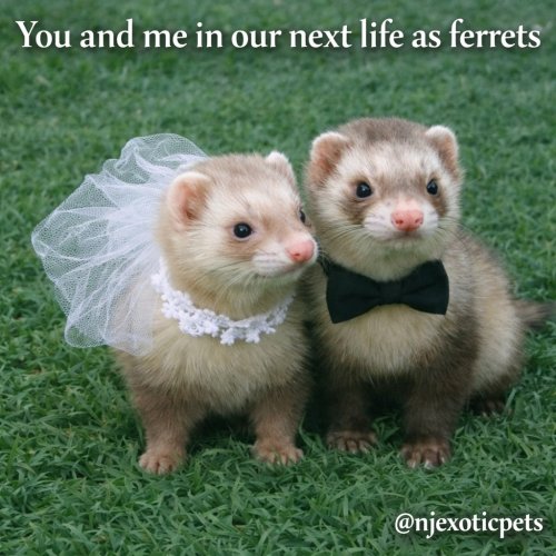 Photo post from njexoticpets.