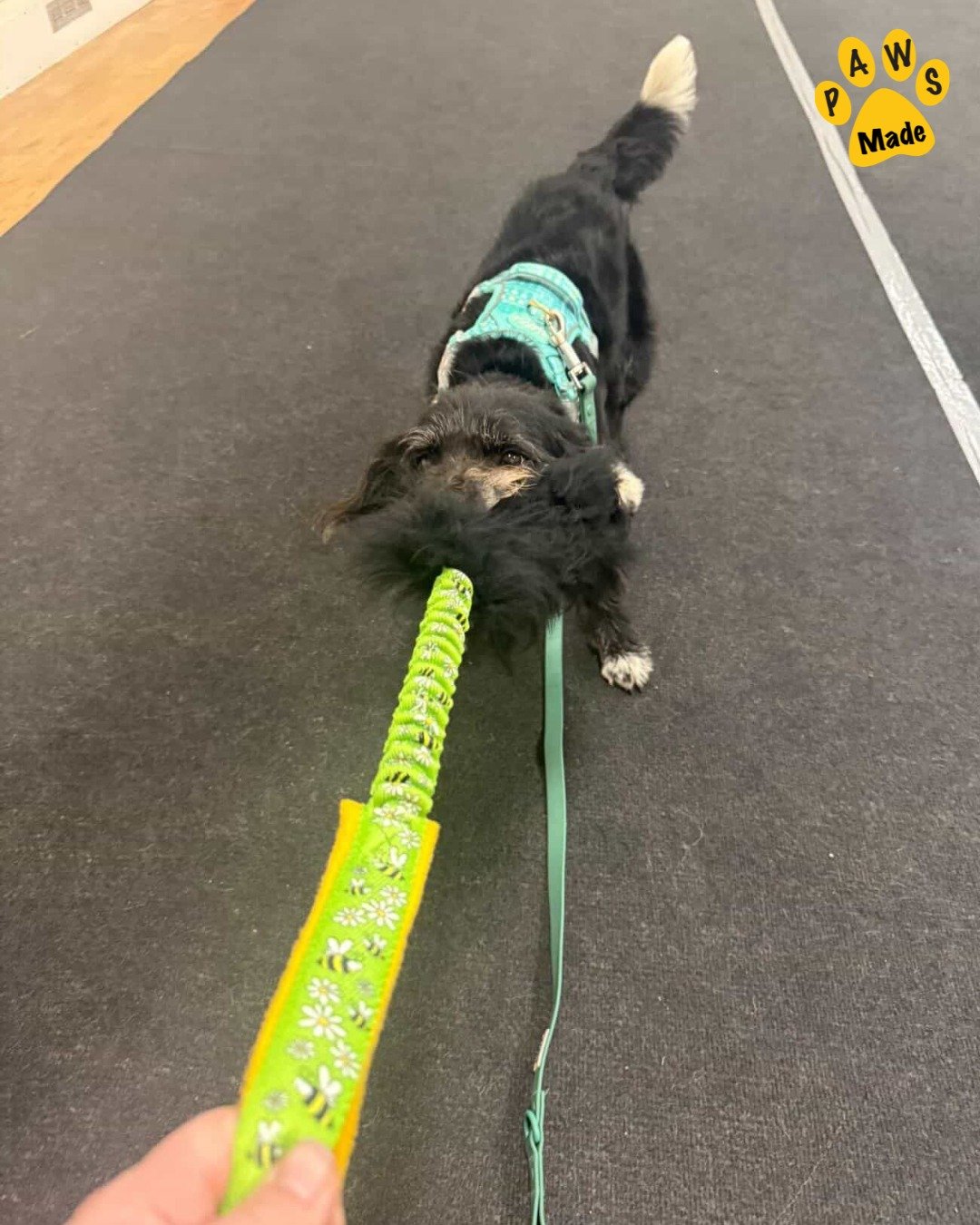 Photo post from pawstrading.