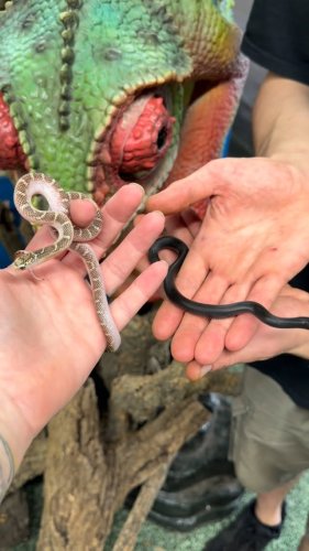 Video post from njexoticpets.