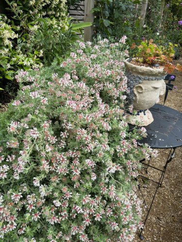 Photo post from gardenhousebrighton.