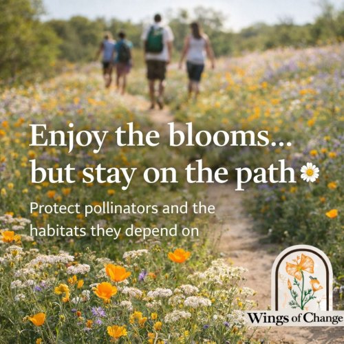 Photo post from wingsofchange2020.