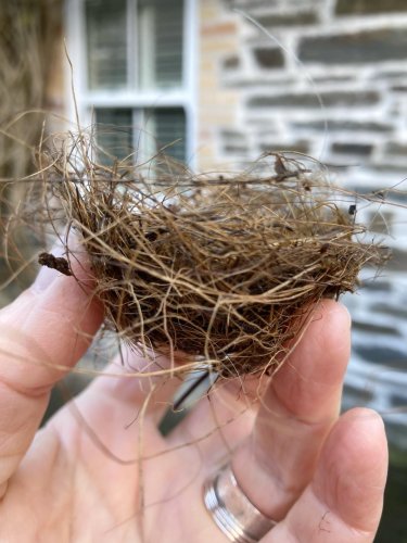 Photo post from gardenpixie_cornwall.