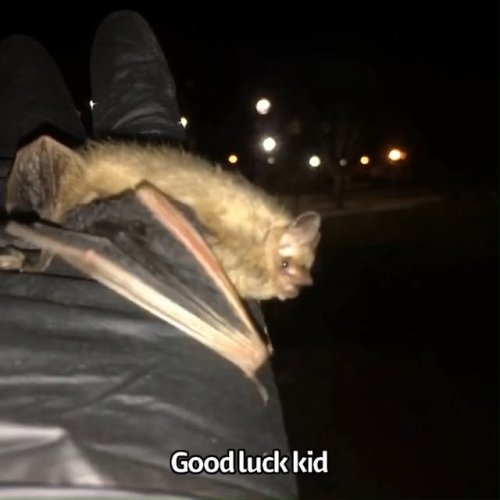 Video post from cumberlandcaverns.