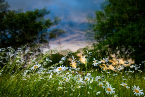 Photo post from rpslandscape.
