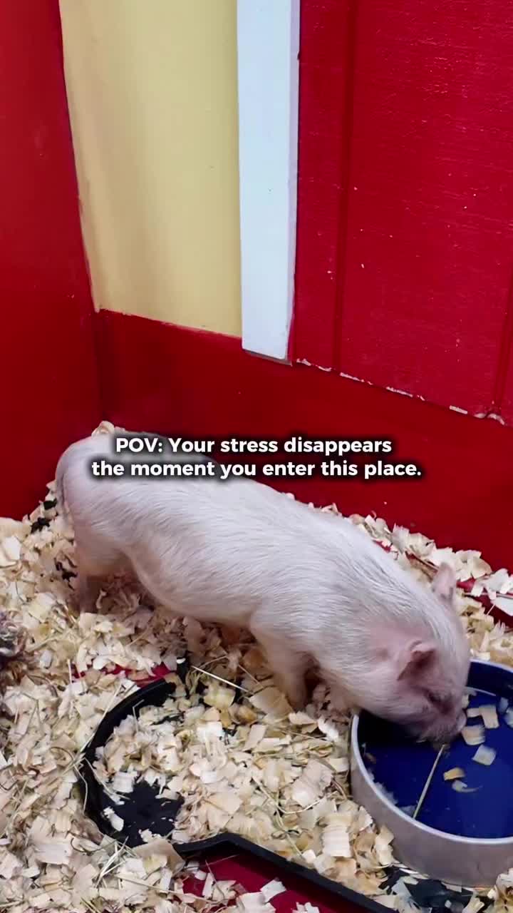 Video post from njexoticpets.