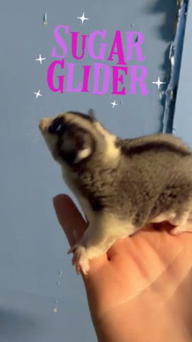 Video post from njexoticpets.
