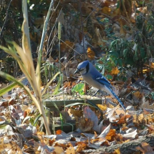 Photo post from thebeeandbee042608.