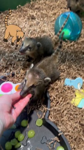 Video post from njexoticpets.