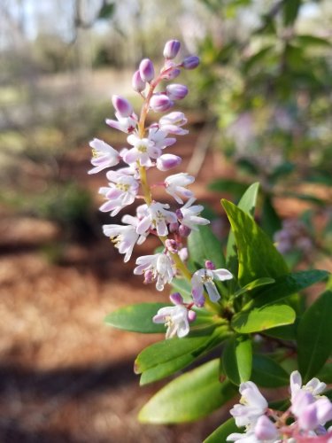 Carousel post from nemophily_nativeplants.