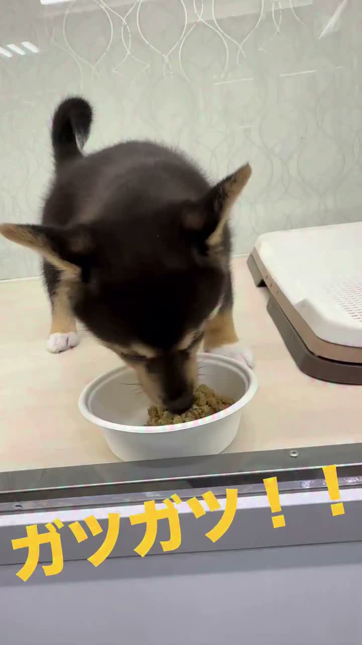 ペット の 専門 店 コジマ 練馬 店