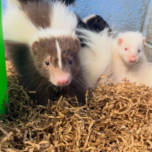 Photo post from njexoticpets.