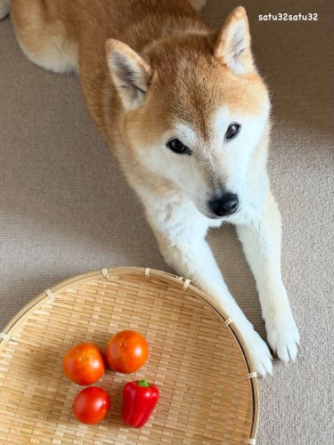 千花繚乱 千輪咲きひまわりでおうち華やかキャンペーン｜カダンLIFE