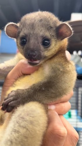 Video post from njexoticpets.