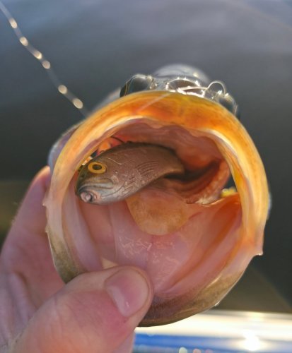 Photo post from garrettscustoms.