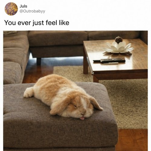 Photo post from njexoticpets.