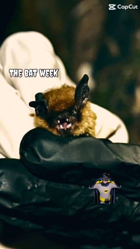 Video post from heri.leone.