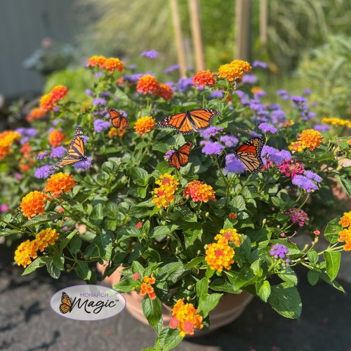 Carousel post from foertmeyerandsons.