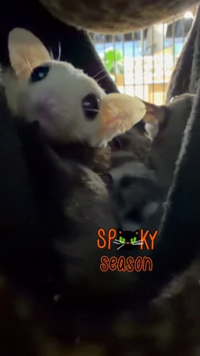 Video post from njexoticpets.