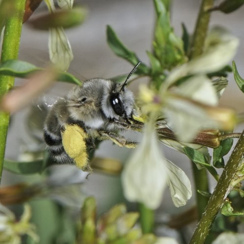 Photo post from desert_pollinators.