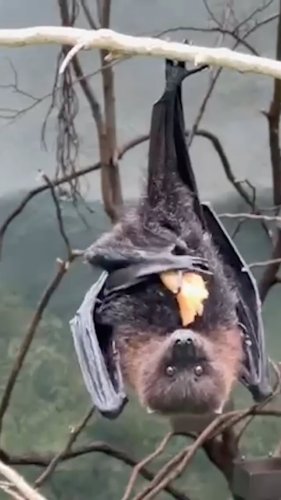 Video post from bronxzoo.