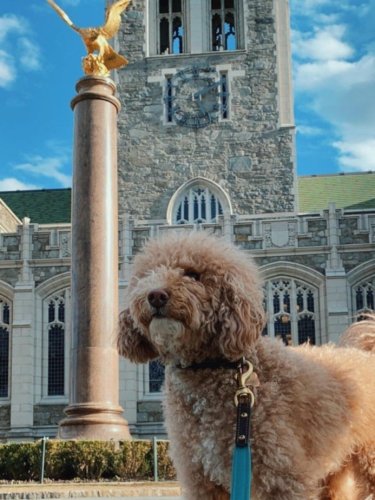 Photo post from bostoncollege.
