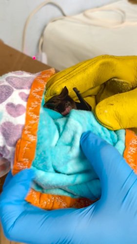 Video post from st.franciswildlife.