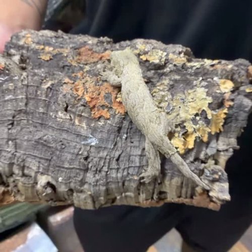 Video post from njexoticpets.