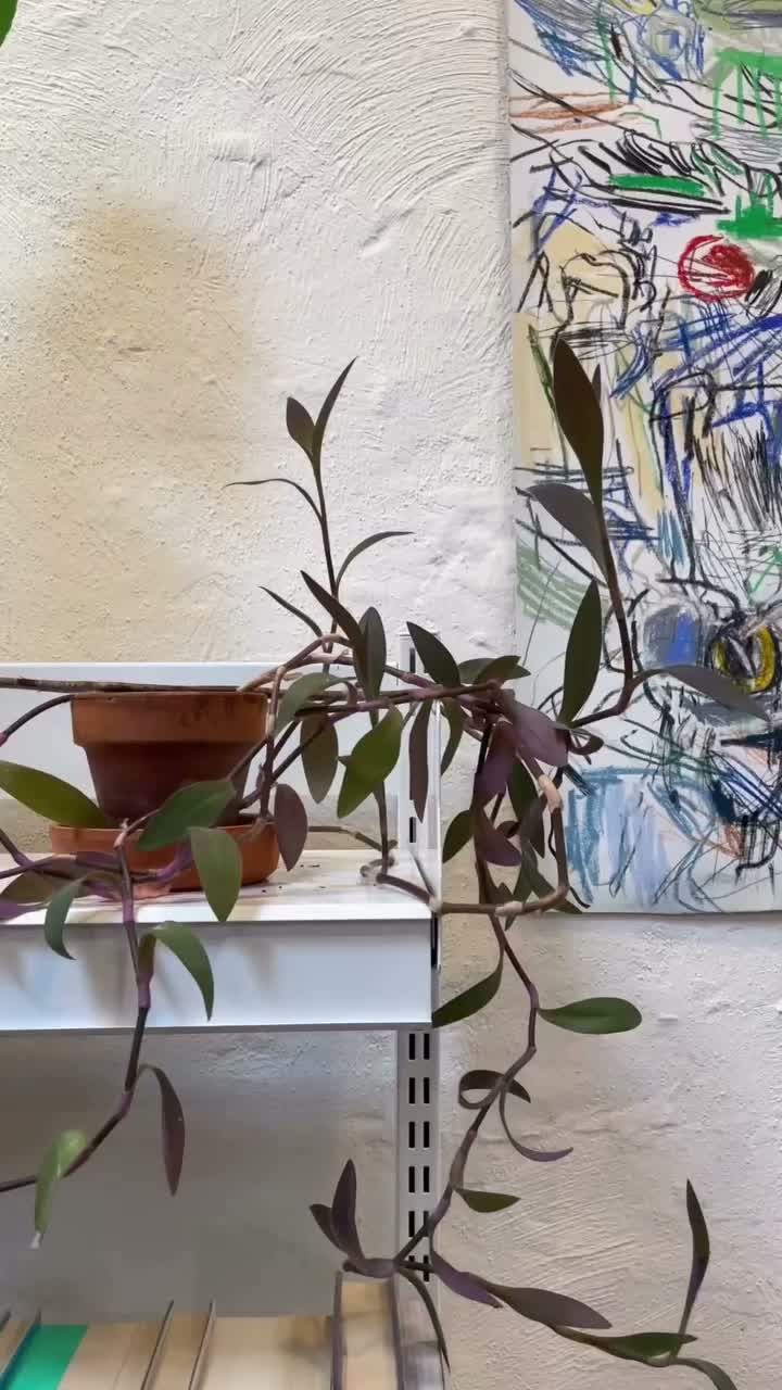 Video post from bibliotheeksintgillis.