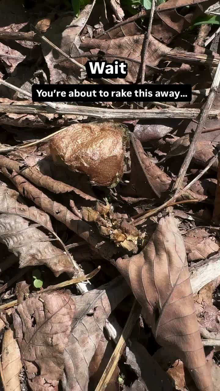 Video post from gigisgardentips.