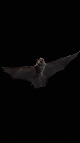 Video post from lanz_wild.