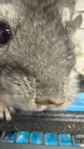 Video post from njexoticpets.