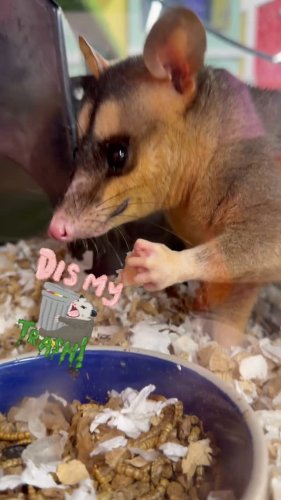 Video post from njexoticpets.