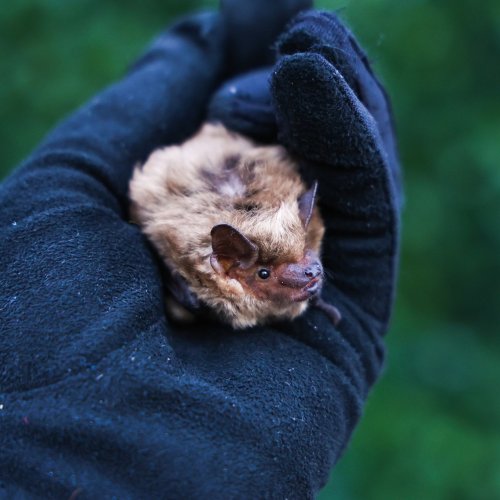 Photo post from sdhumanesociety.