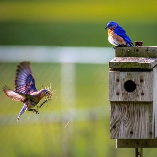 Carousel post from scottiethegardengnome.